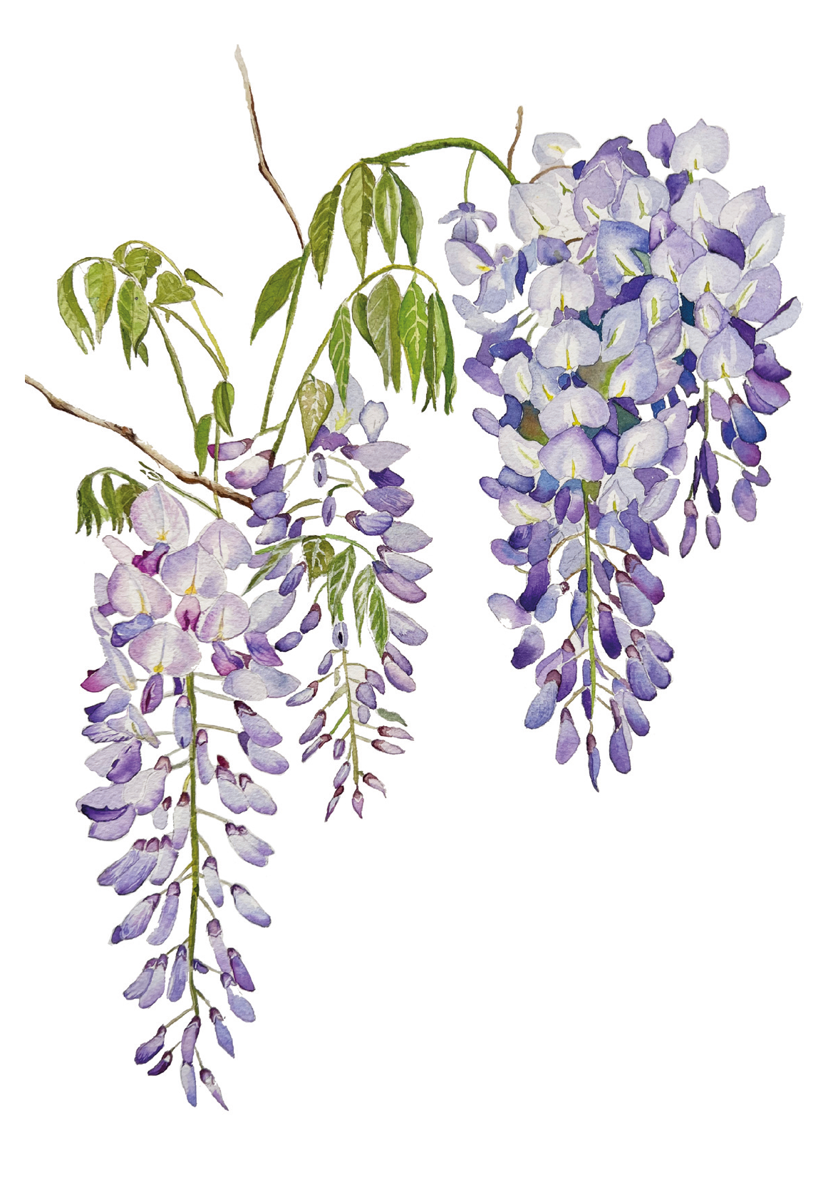 Floral Watercolour Cards - SET A