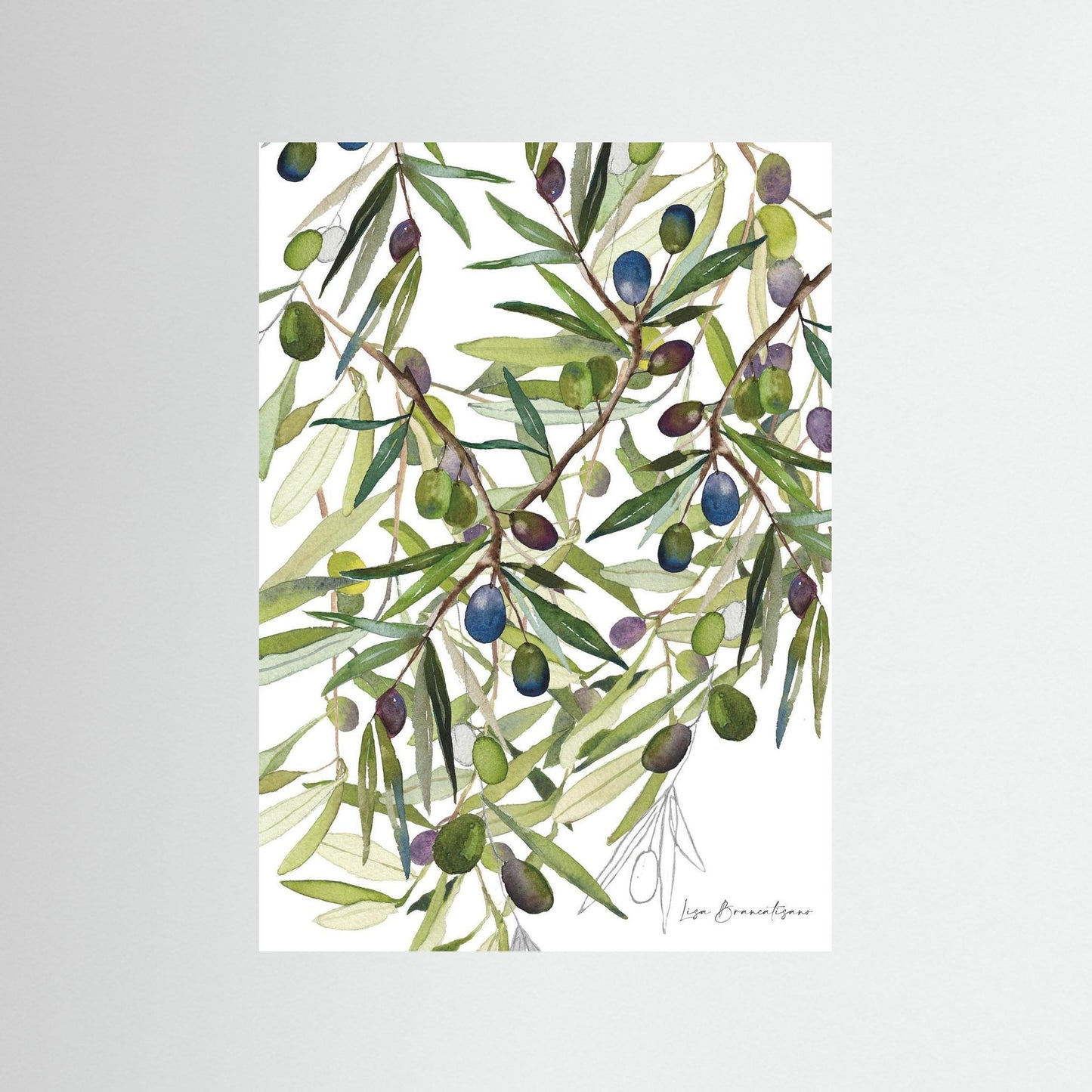 Olive Harvest