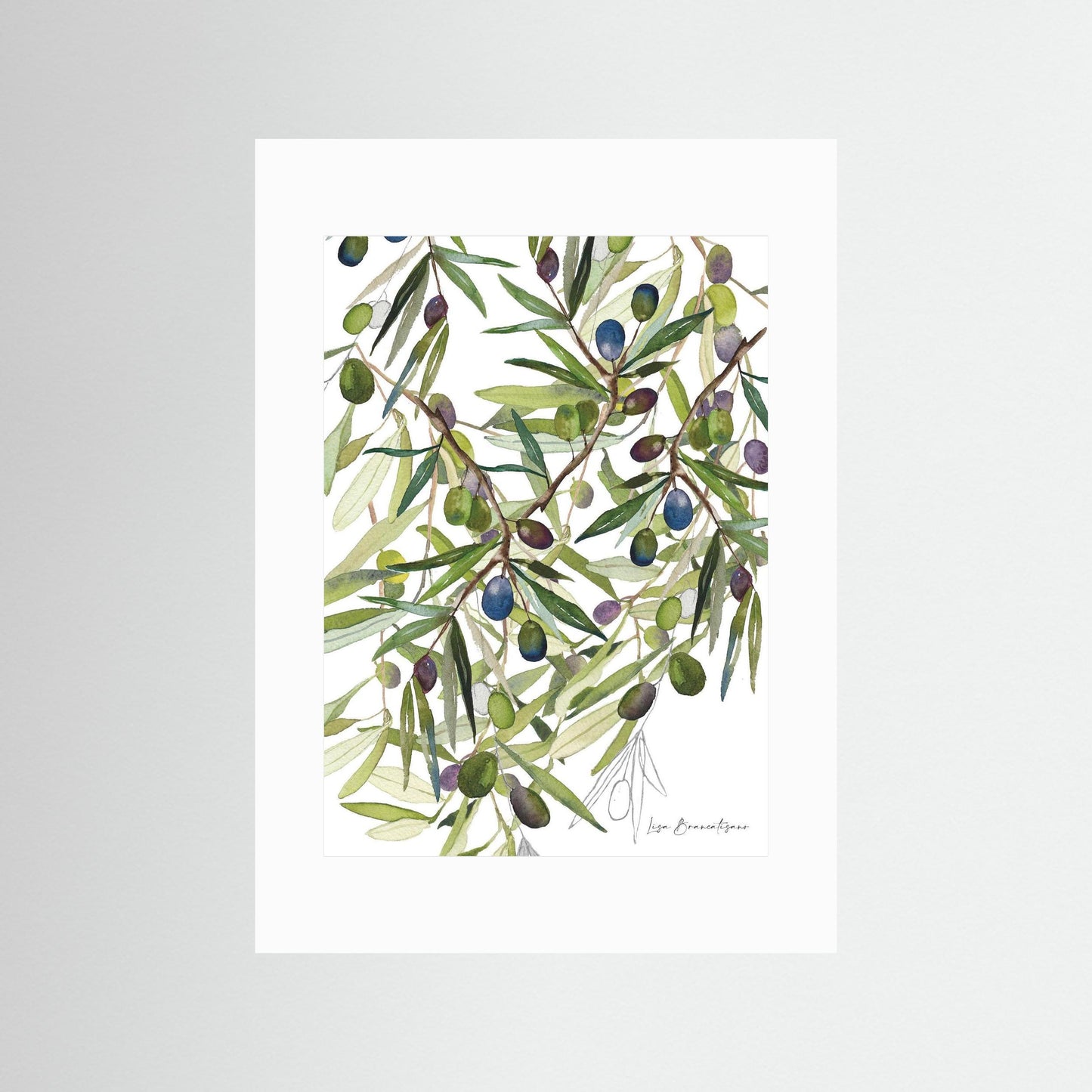 Olive Harvest