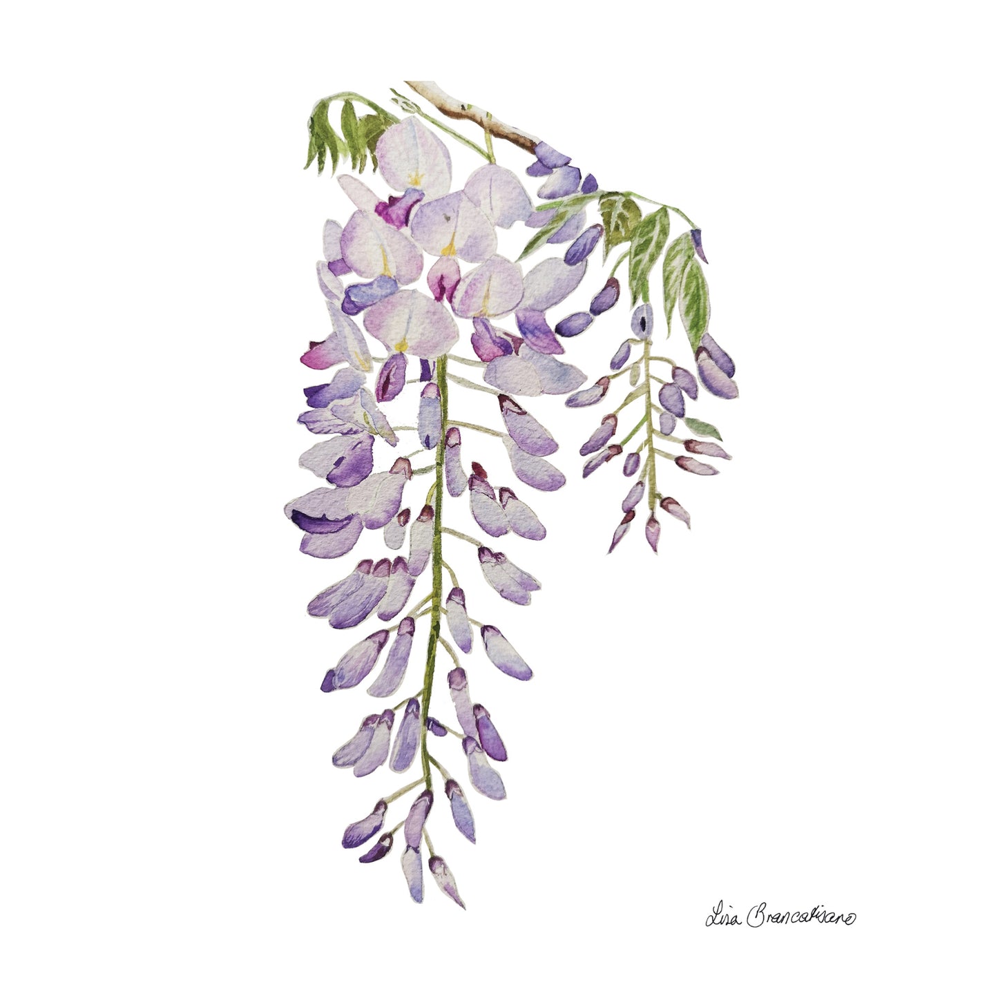 Large Wisteria #1 Print