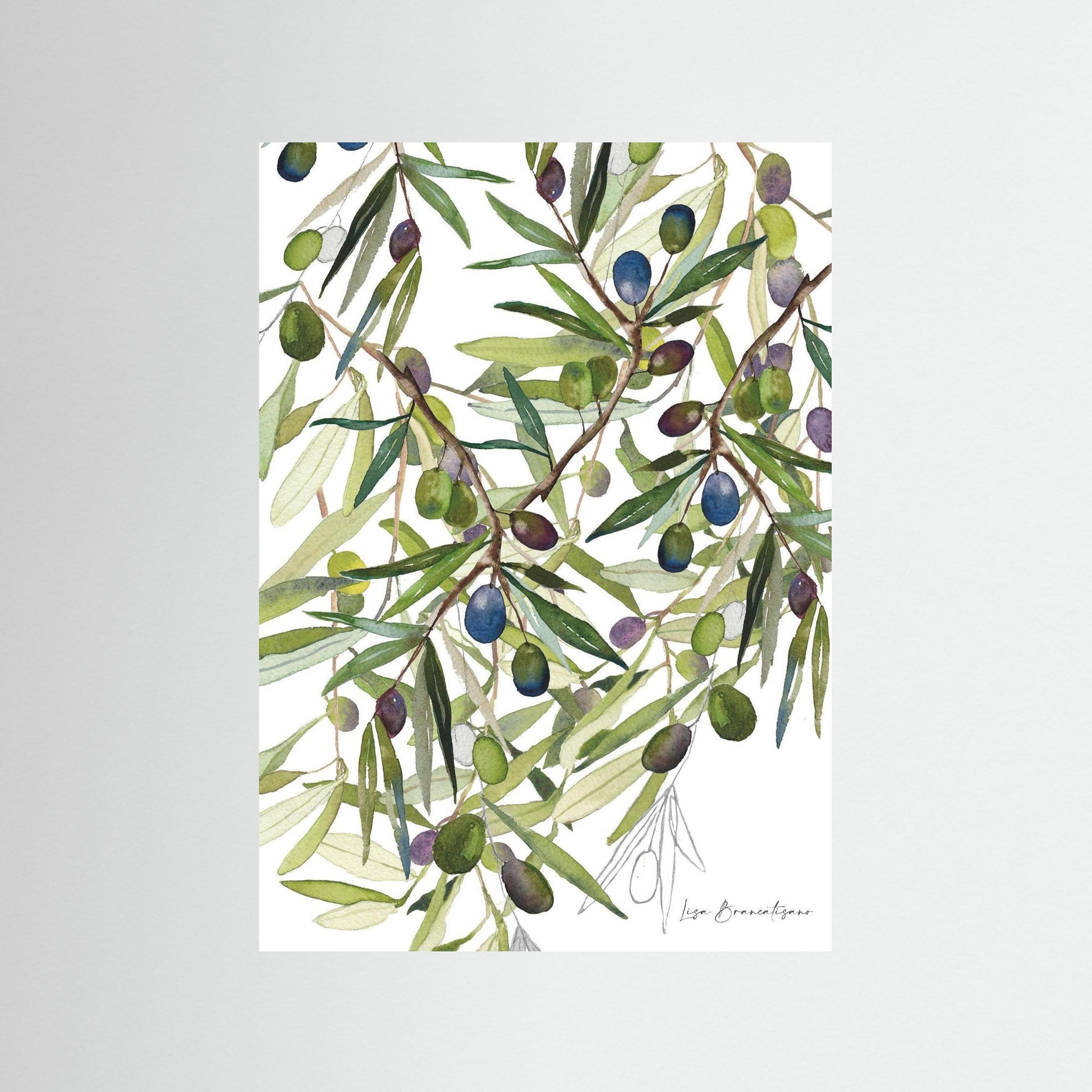Olive Harvest